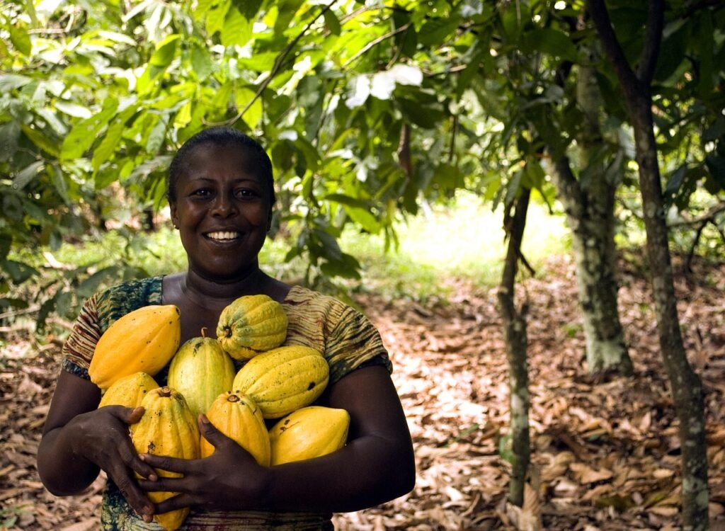 fruit, food, grow, tree, leaf, nature, farm, agriculture, farming, plantation, crop, cocoa, harvest, agribusiness, harvesting, chocolate, farmer, yellow, agronomy, golden, pod, women, ghana, ripe, agricultural, natural, environment, rural, cocoa, cocoa, agribusiness, farmer, farmer, ghana, ghana, ghana, ghana, ghana