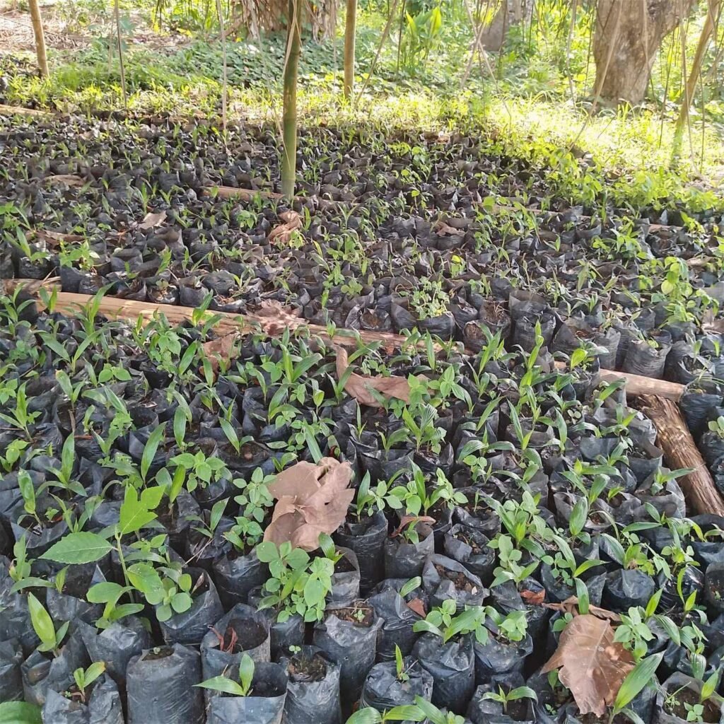 532262603_729353116579940_4539104574617611338_n